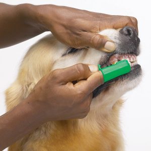 escovando os dentes do cachorro 